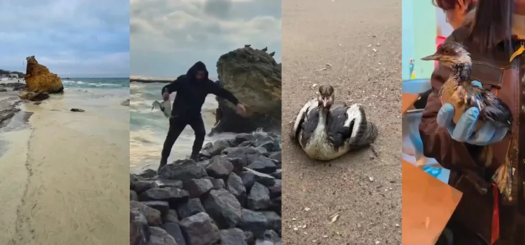 Dead seabirds wash up on Odesa beaches after Russian strikes trigger Black Sea oil spill