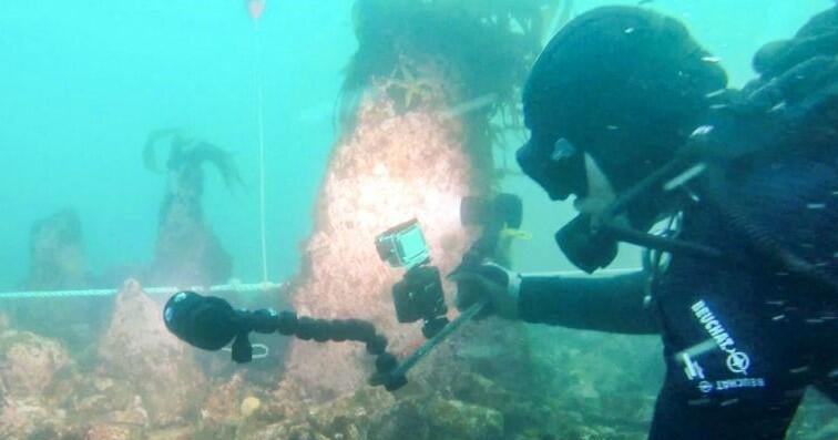 Divers discover massive 7,000-year-old undersea wall off coast of France