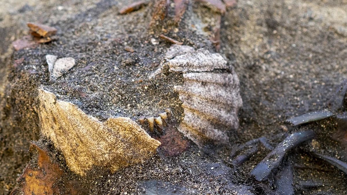 Viking-Age Grave Reveals a Burial Unlike Anything Seen Before : ScienceAlert