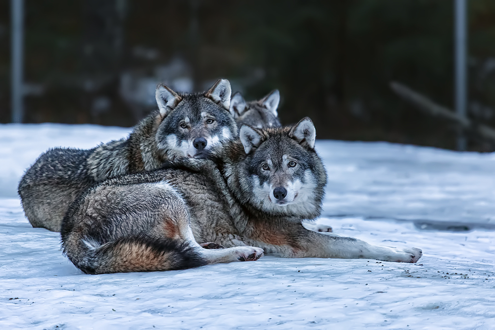 Wolves from Russia migrate to Finland: why Finnish reindeer became victims of the Russian-Ukrainian war