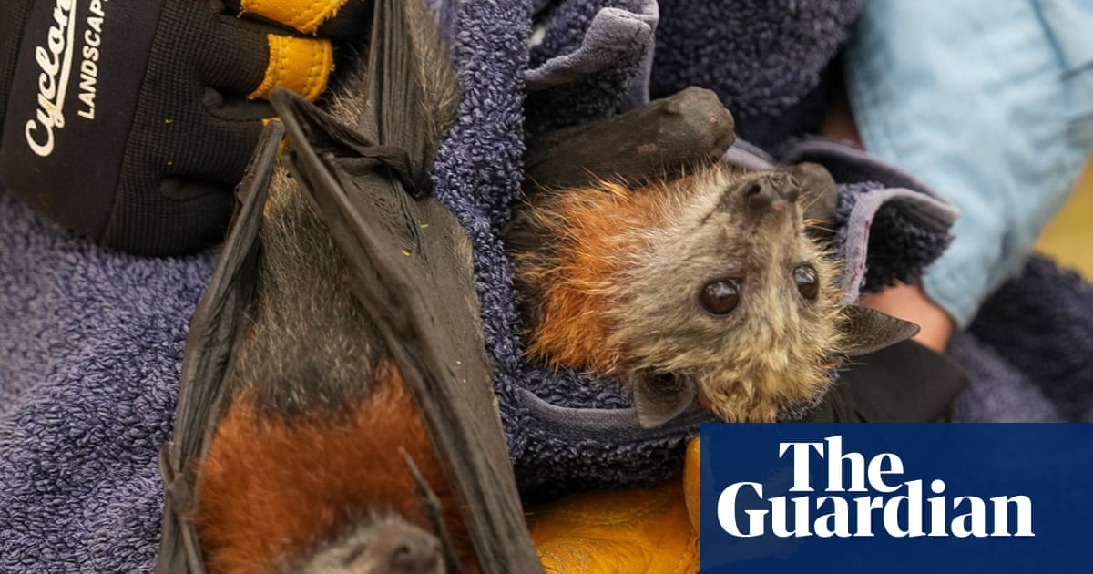 Flying foxes die in their thousands in worst mass-mortality event since Australia’s black summer | Wildlife