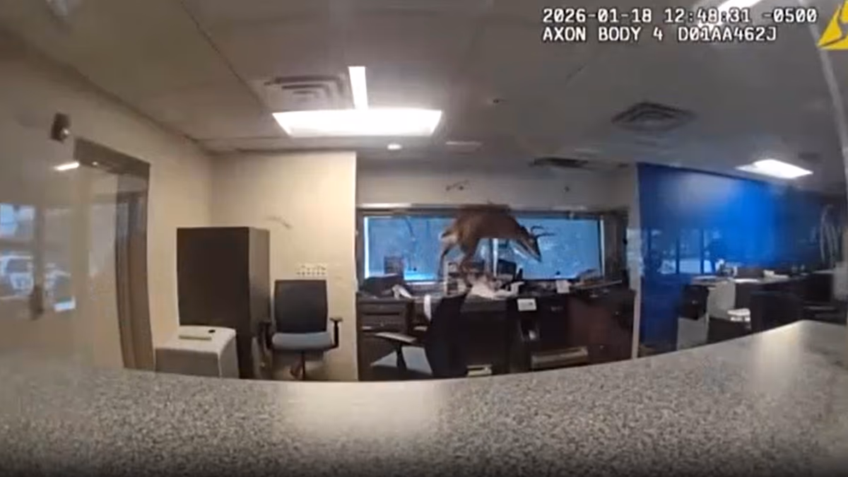 Video. Video shows deer crashes through bank window, triggering alarm
