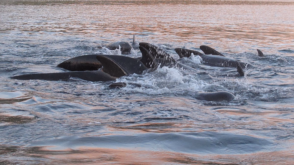 Forever chemicals in whales have plummeted. Here’s why it might not be good news