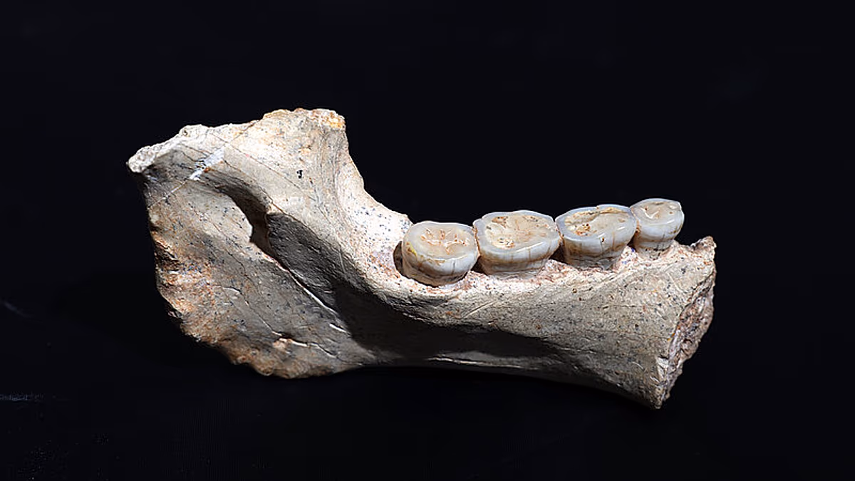 Morocco fossil find leads to new understanding of human history and movement