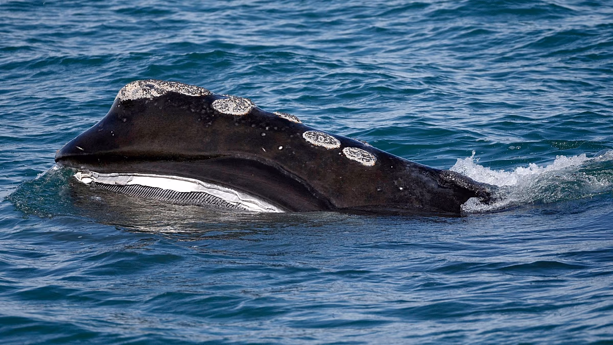 A rare whale is having an encouraging season for births. Scientists warn it might still go extinct