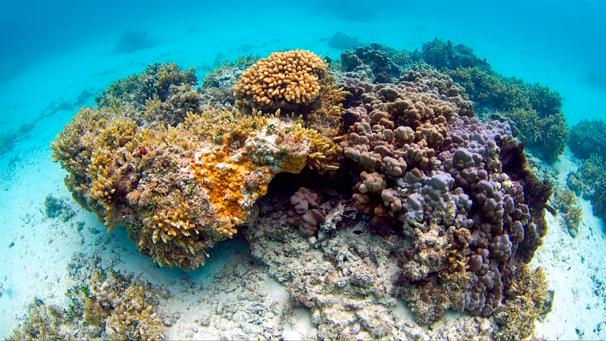 How the oceans’ coral reefs could be the secret weapon to tackle food insecurity around the world
