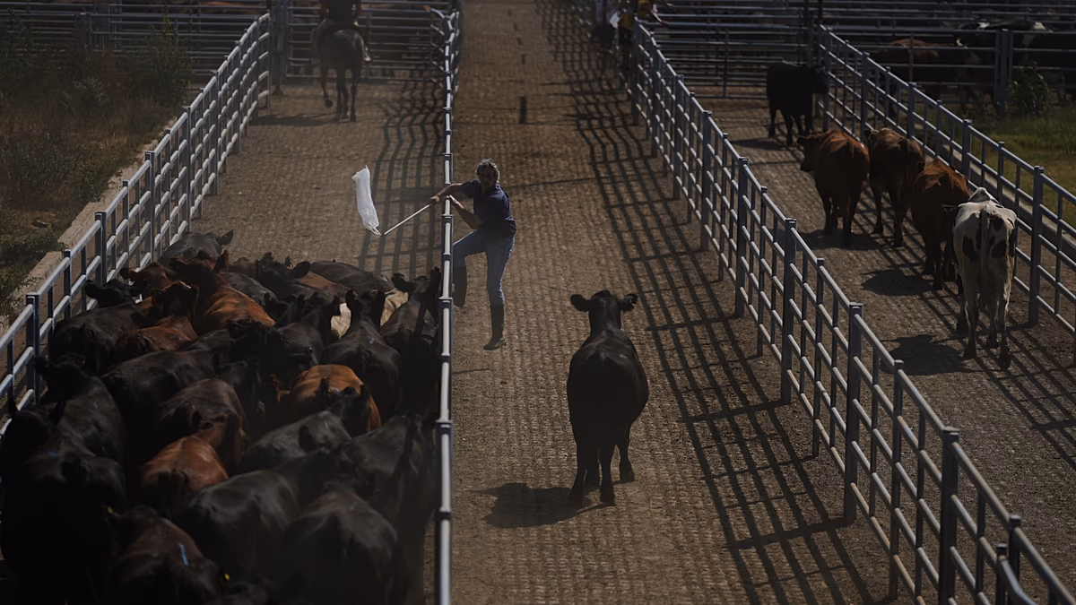 Video. Argentine farmers look forward to the EU and Mercosur agreement