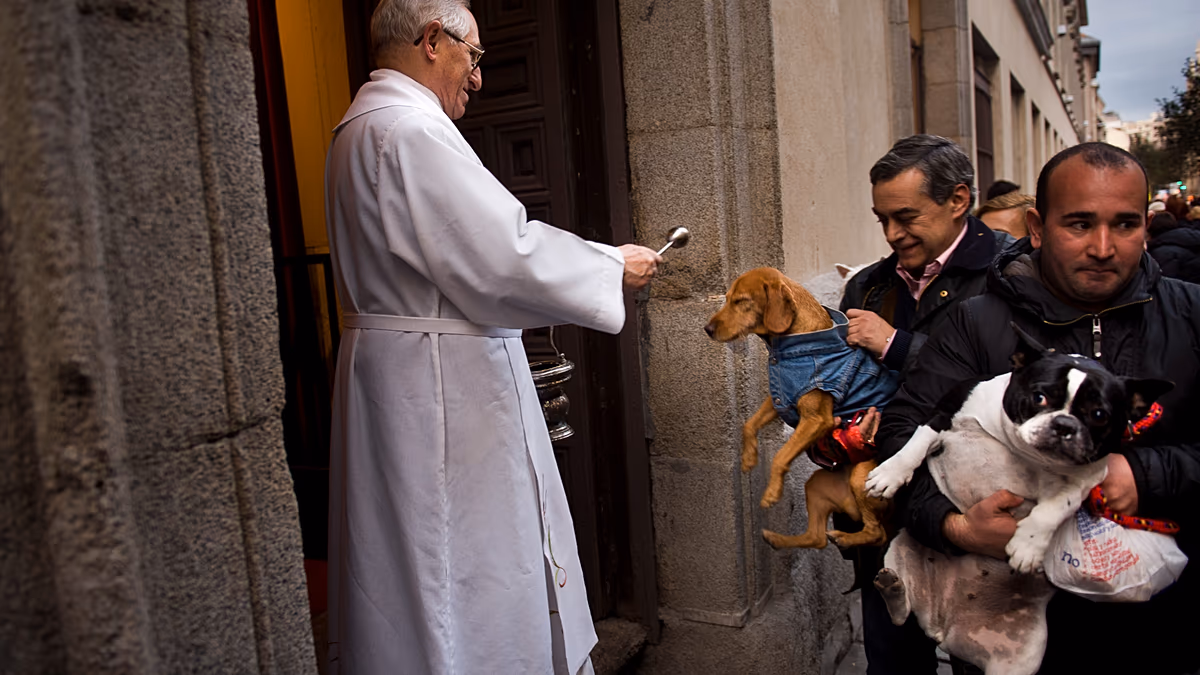 Video. Dogs and cats blessed with holy water in Madrid