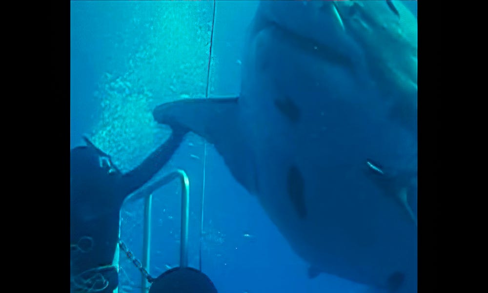 Deep Blue, largest great white shark ever recorded, back in spotlight