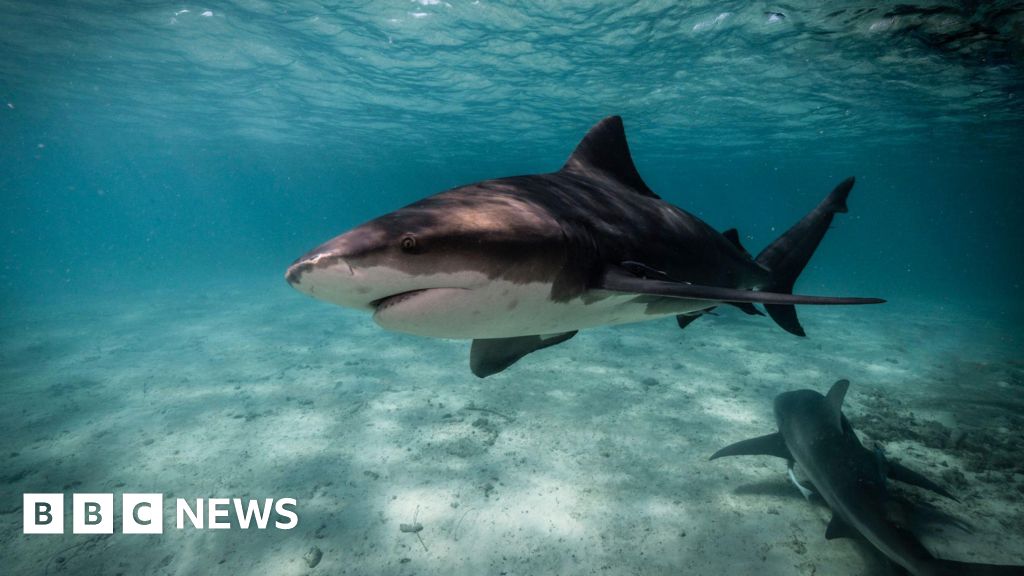 How Sydney’s beaches became a ‘perfect storm’ for sharks
