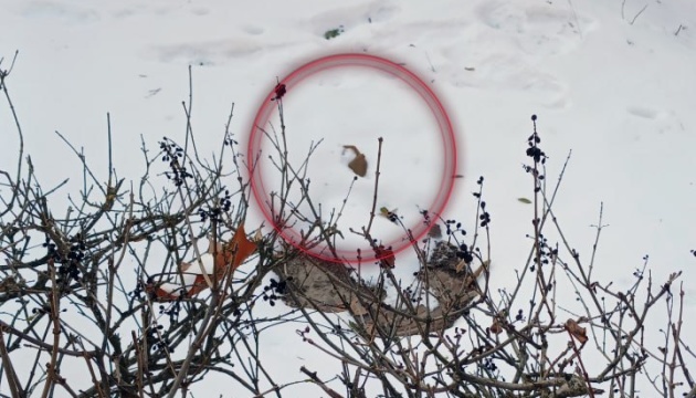 Specialists neutralize Russian ‘petal’ mines scattered on hospital grounds in Kherson