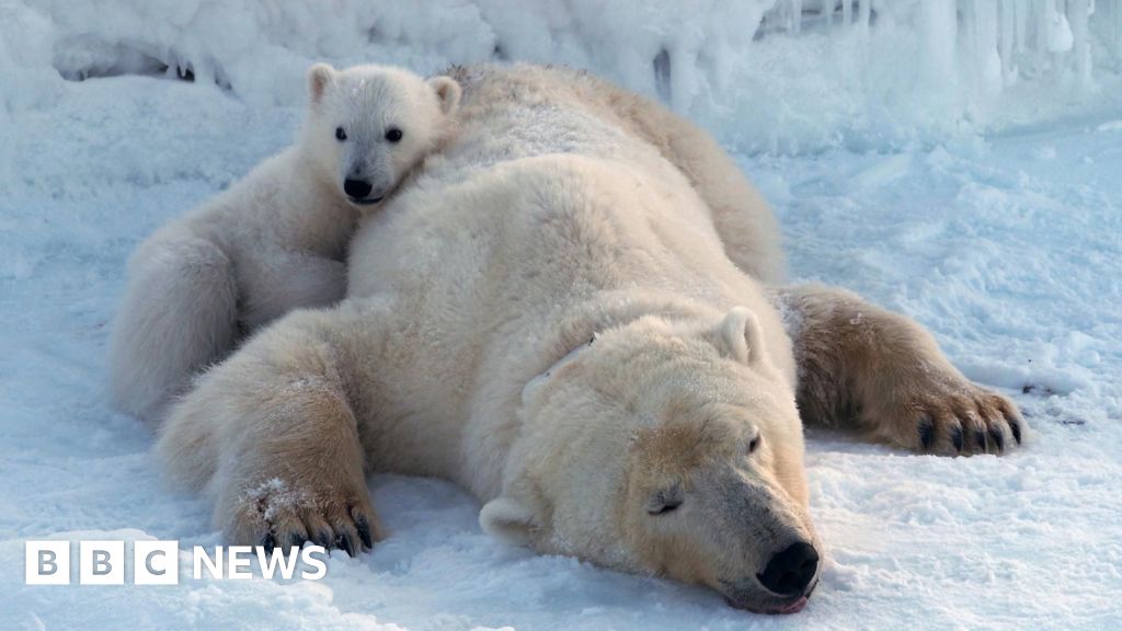 Polar bears on Norwegian islands fatter and healthier despite ice loss, scientists say