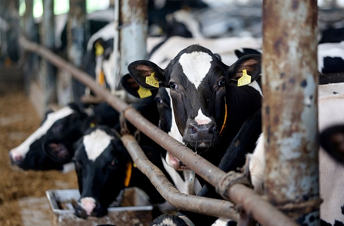 Despite the war, Ukrainian farmers have increased their number of cows and milk production.