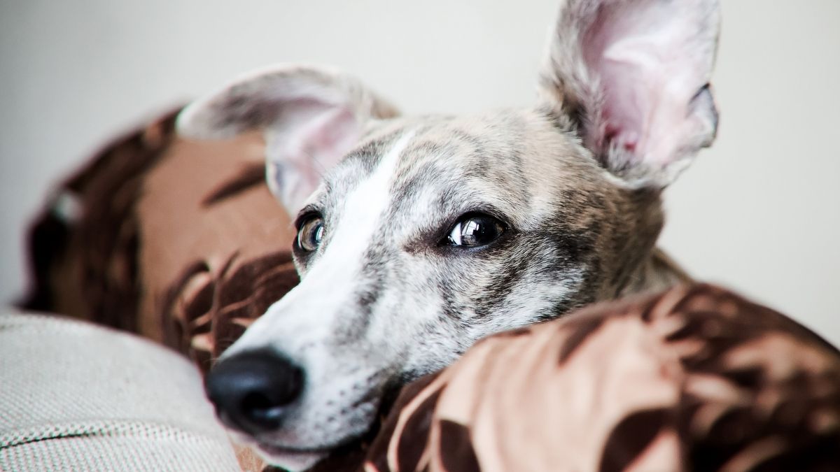 Gifted Dogs Learn New Toy Names by Eavesdropping on Their Humans : ScienceAlert