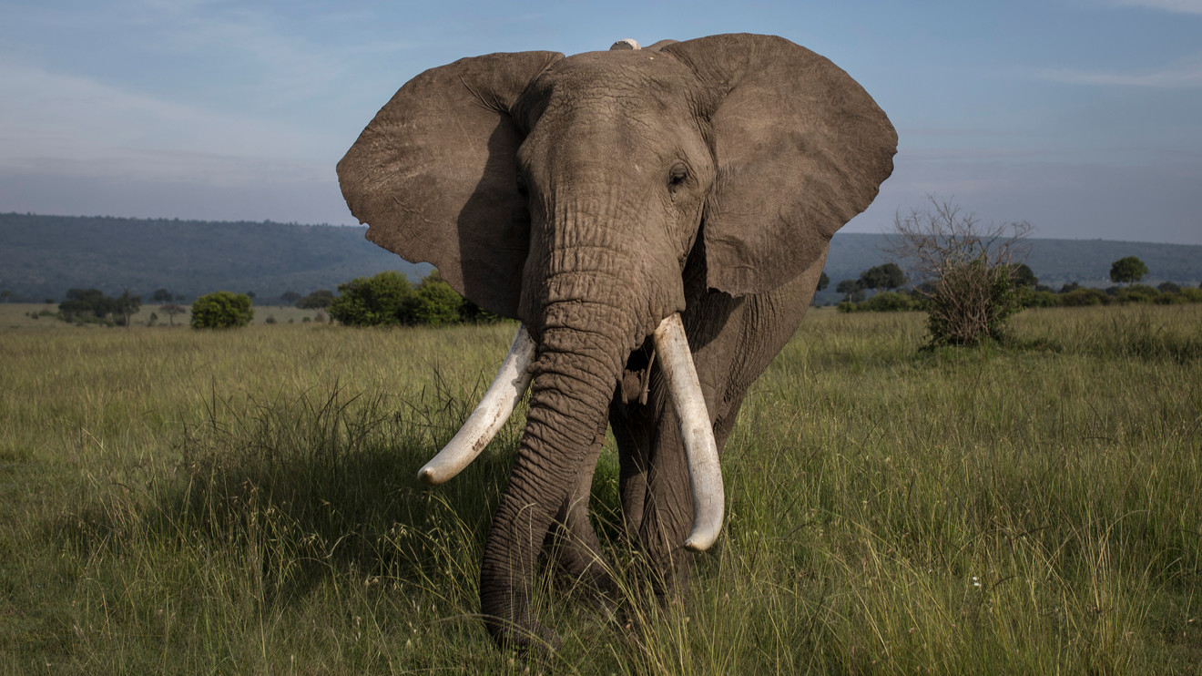 1 elephant has allegedly killed 13 people in just 1 week