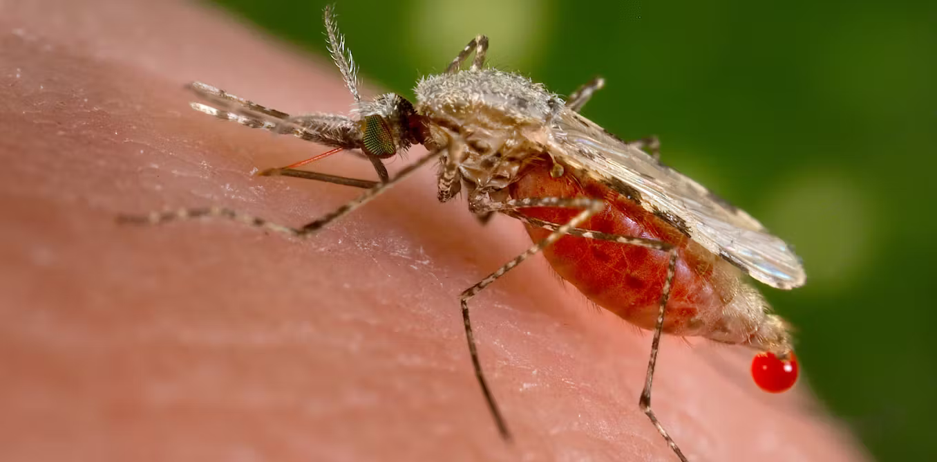 Malaria researchers are getting closer to outsmarting the world’s deadliest parasite