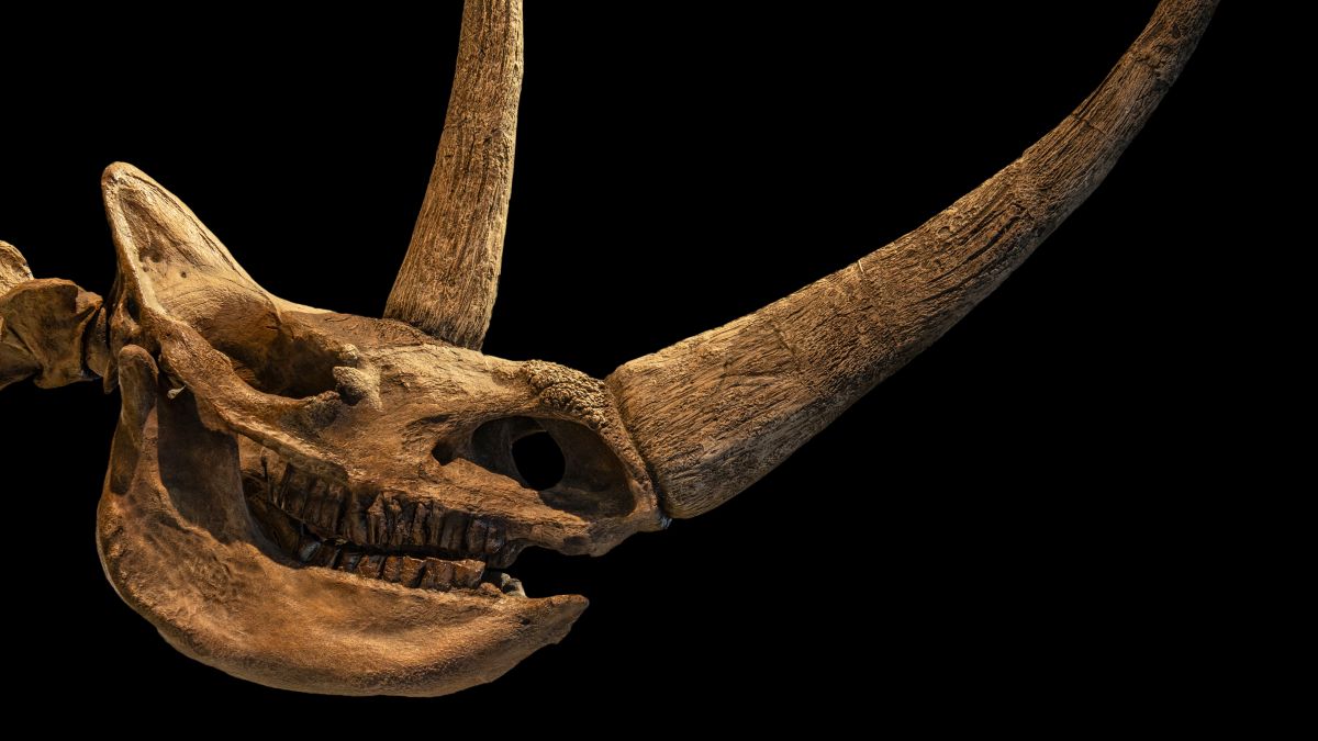 An Ancient Wolf Cub’s Last Meal Just Rewrote The Woolly Rhino Extinction Story : ScienceAlert