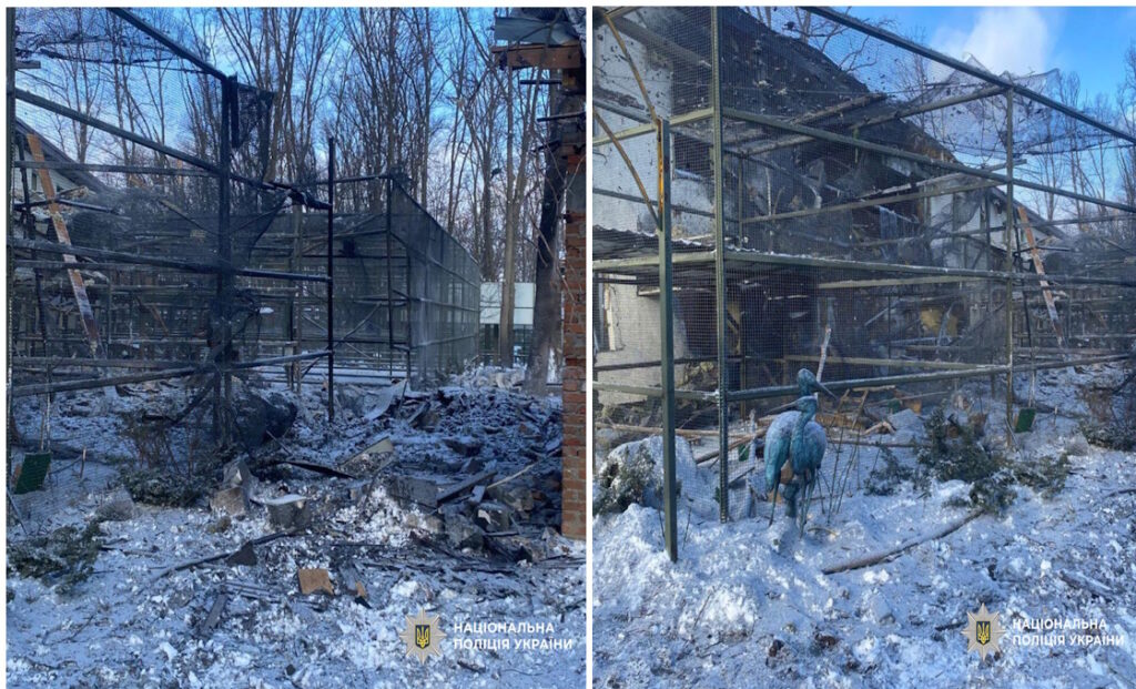 Russia bombs Kharkiv zoo on first day of 2026: Most birds killed, lions wounded, volunteer in hospital after assault