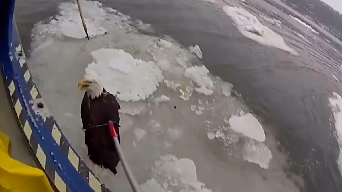Video. Police rescue injured bald eagle stranded on Hudson River ice