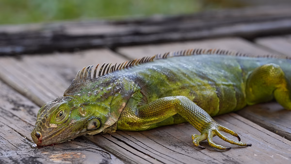 Cold-stunned iguanas fall from the trees in Florida as Sunshine State faces freezing temperatures