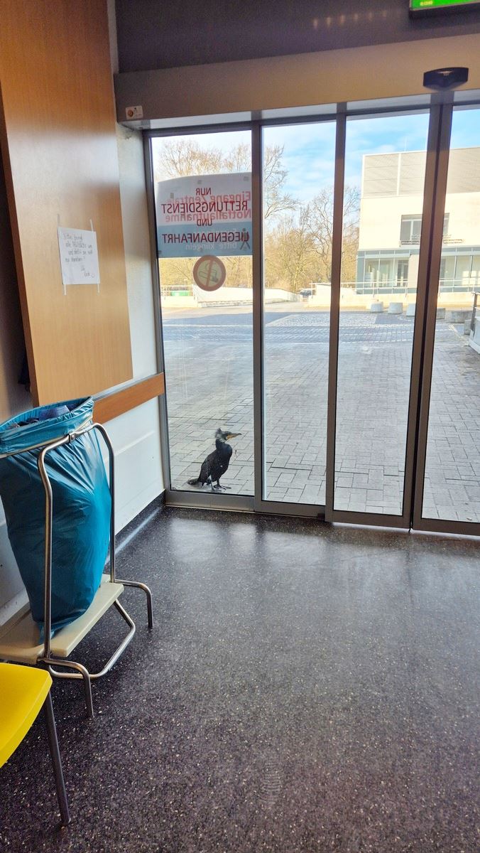 Injured Seabird Goes to ER, Pecks on Door