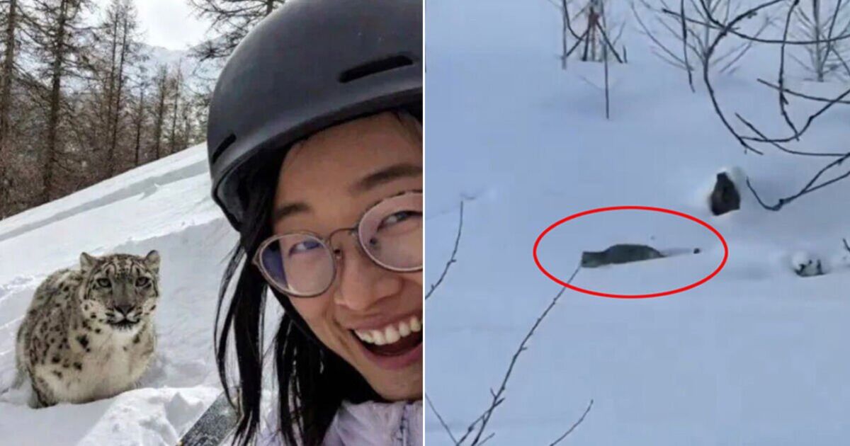 Tourists smiles in selfie with snow leopard seconds before being brutally mauled – World News – News