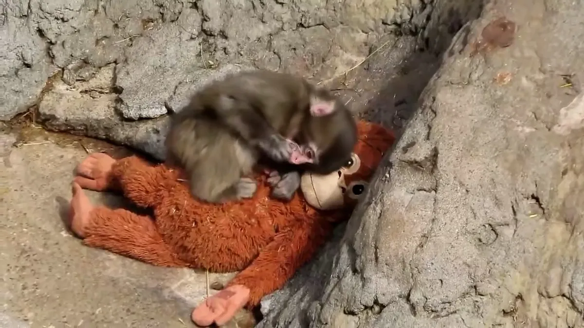 Punch the monkey dragged in heartbreaking video. See zoo’s response.