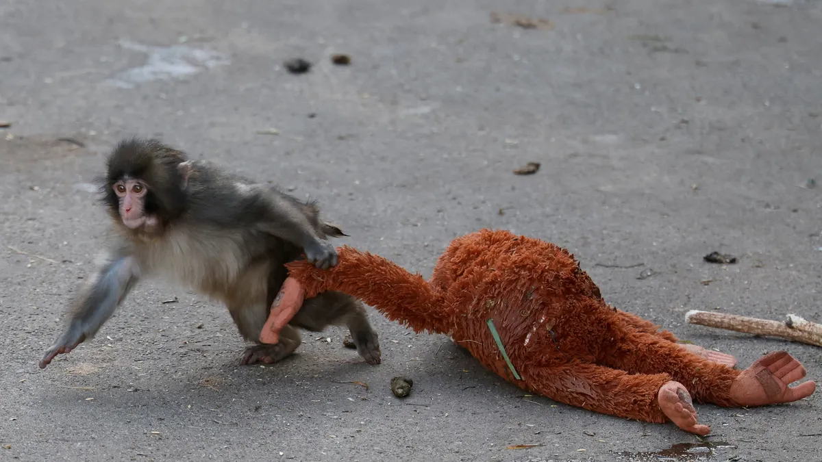 Meet Punch, the baby monkey that went viral. See why. – USA Today