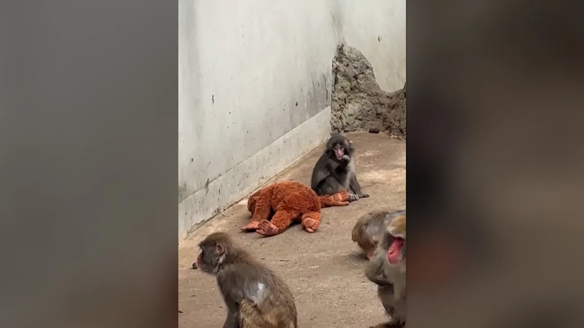 Punch fans are lining up to see the monkey at zoo in Japan