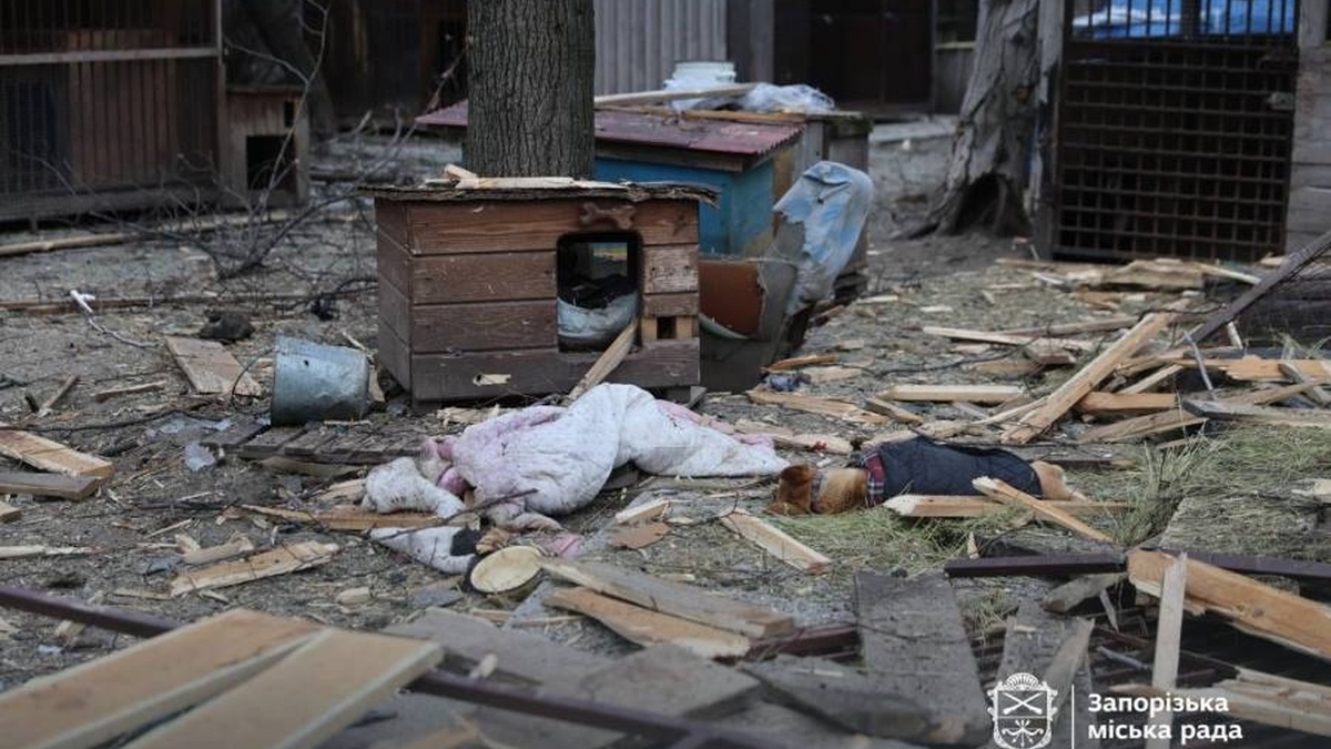 Dog shelter in Zaporizhia damaged due to Russian strike – mayor