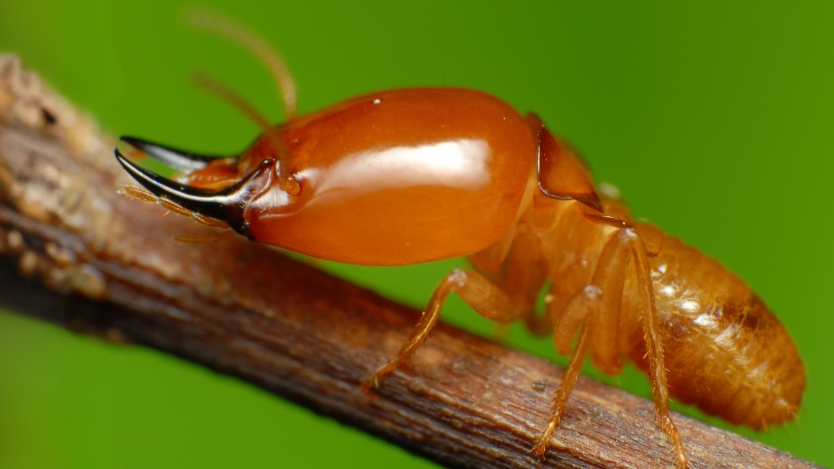 When Termites Became Monogamous, A Surprising Thing Happened to Their Sperm : ScienceAlert