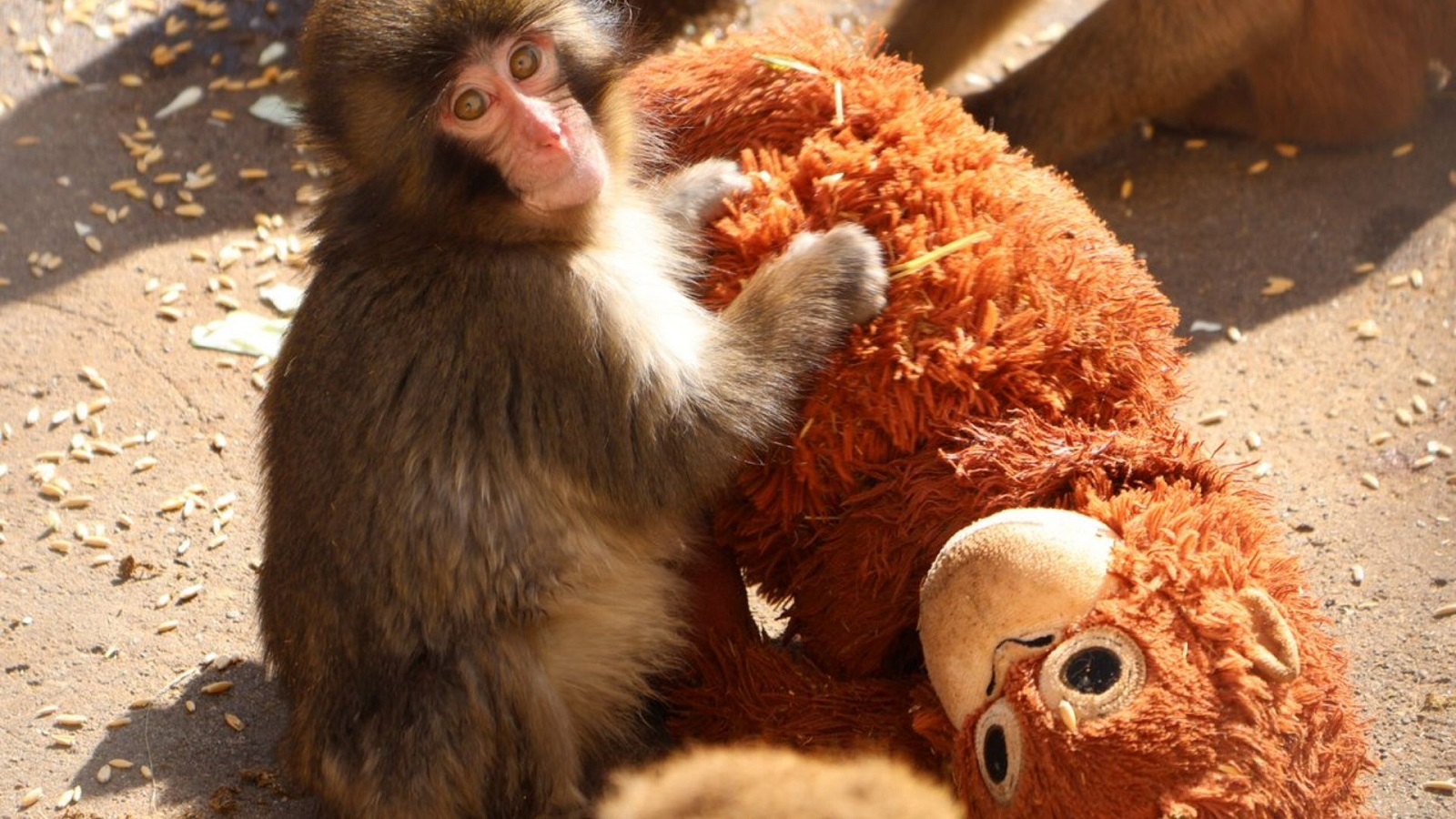 Viral abandoned baby monkey takes first steps toward finding a family