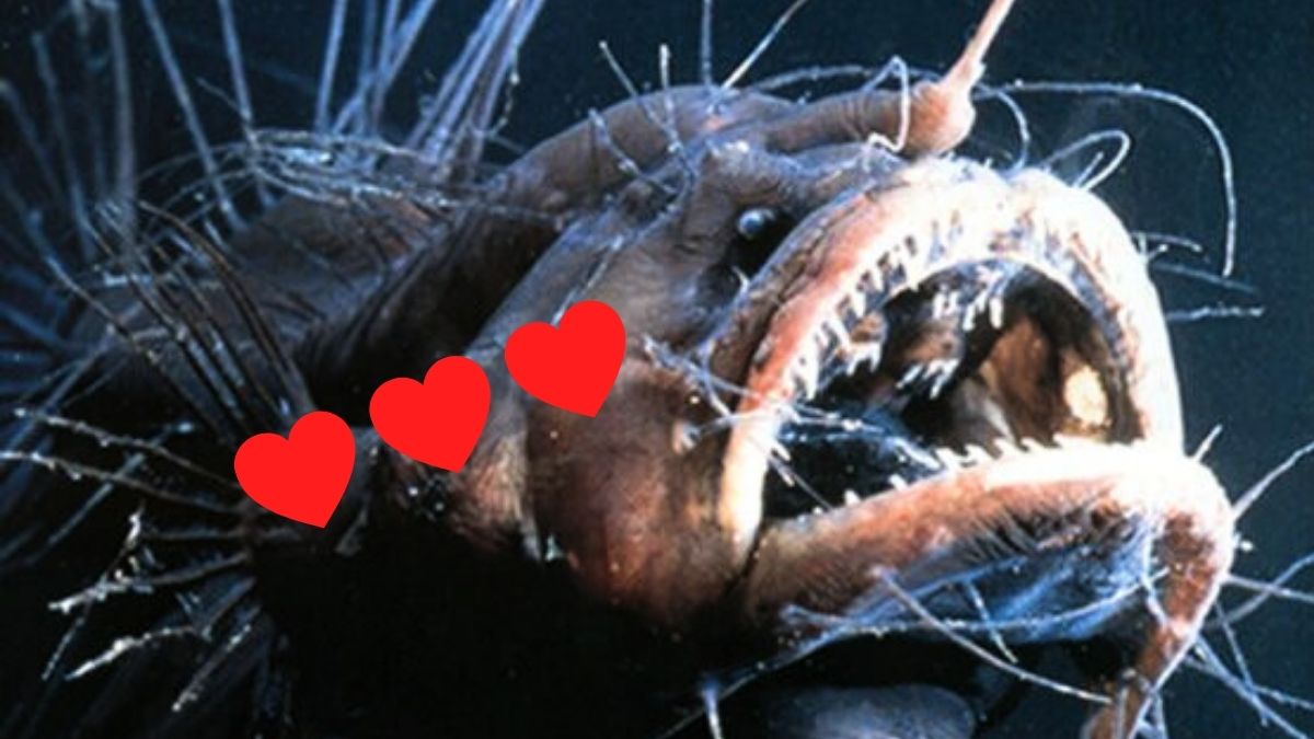 The Weirdest Love Rituals in The Animal Kingdom : ScienceAlert