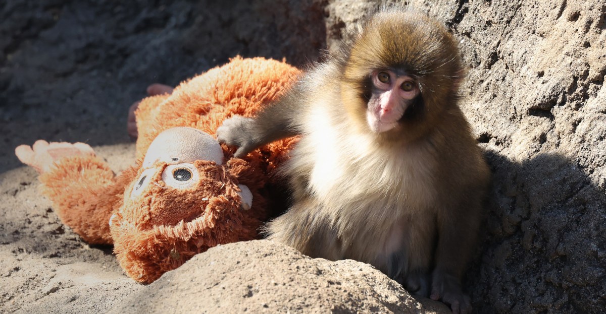 Everybody loves Punch the baby monkey. Would you actually do the hard work needed to help him?