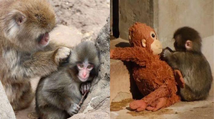 Viral monkey Punch finally finds his pack at Ichikawa Zoo