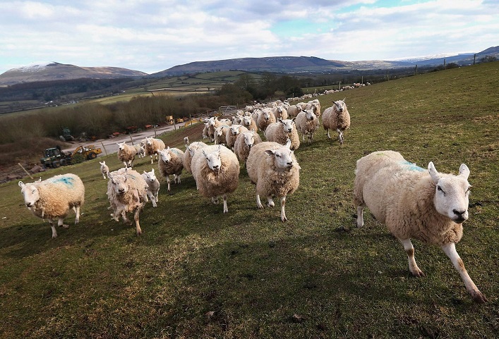 Ukraine has the potential to earn $20B annually by developing sheep farming.