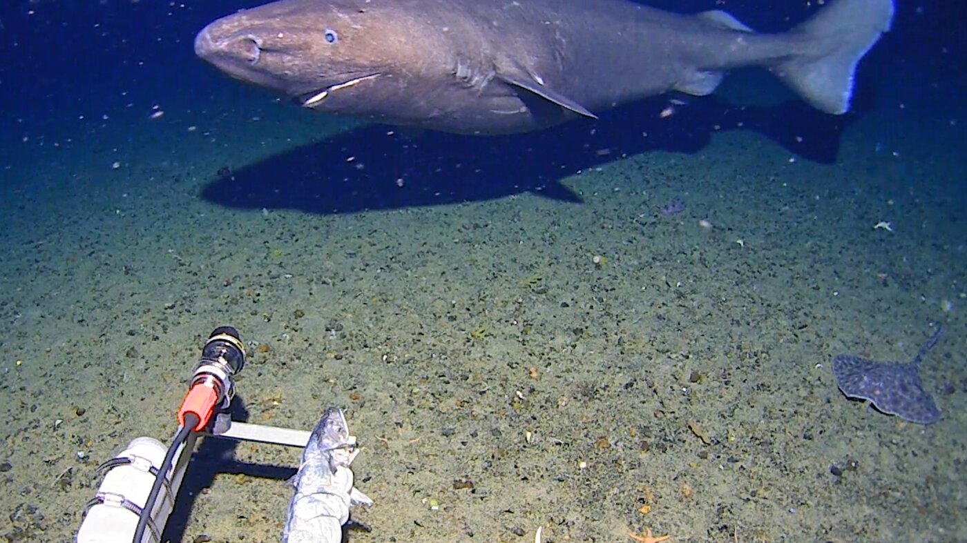 Surprise shark caught on camera for first time in Antarctica’s near-freezing deep : NPR