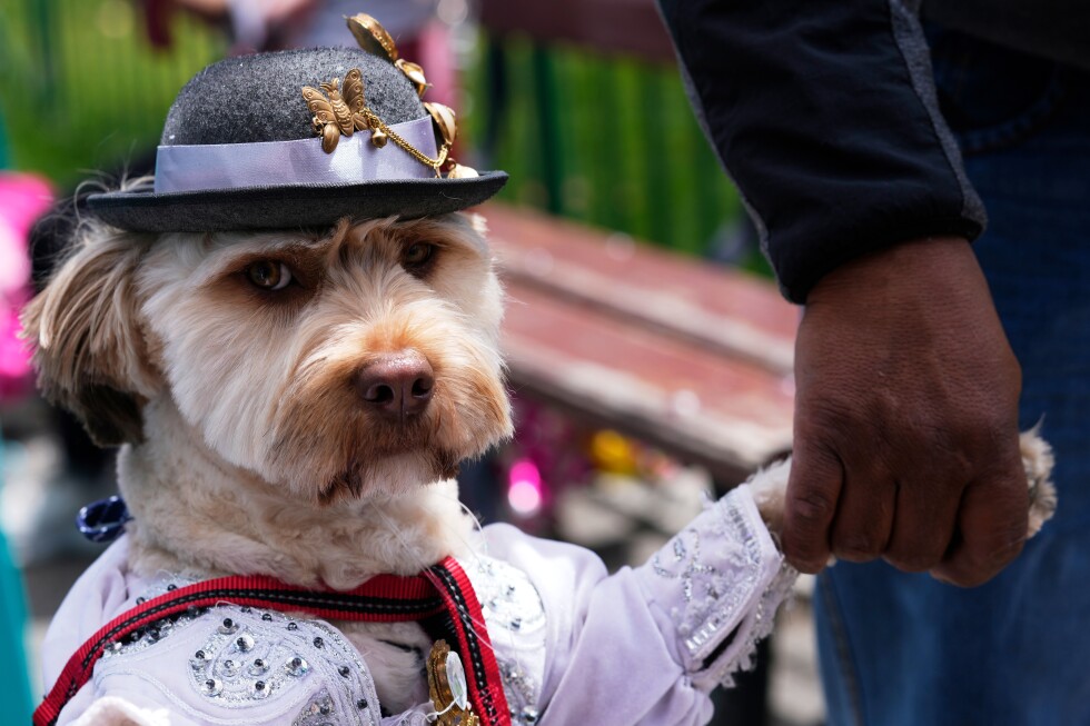 Photos of dogs in their costumes as pet lovers kick off Carnival
