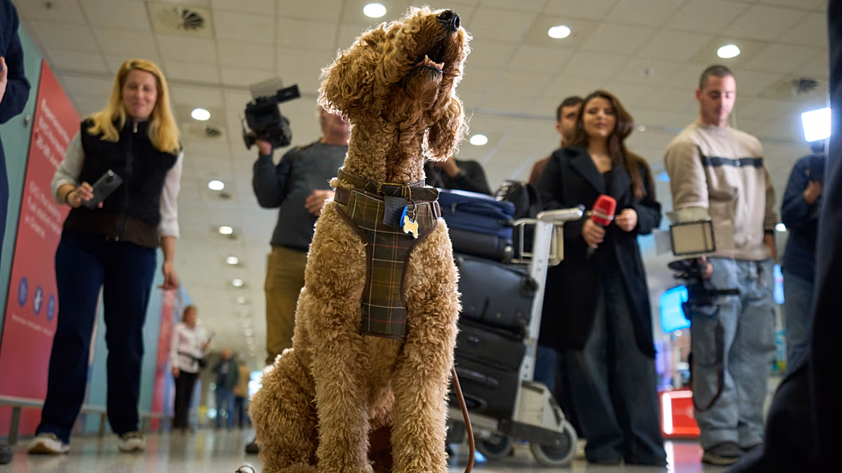 ‘My cat is my family’: Greece launches animal airlift to evacuate pets from Middle East