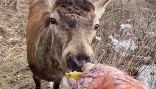 Rivne region officials explain how they are helping Borys deer