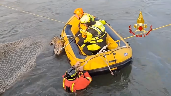 Watch: Firefighters rescue wolf trapped in canal in northern Italy