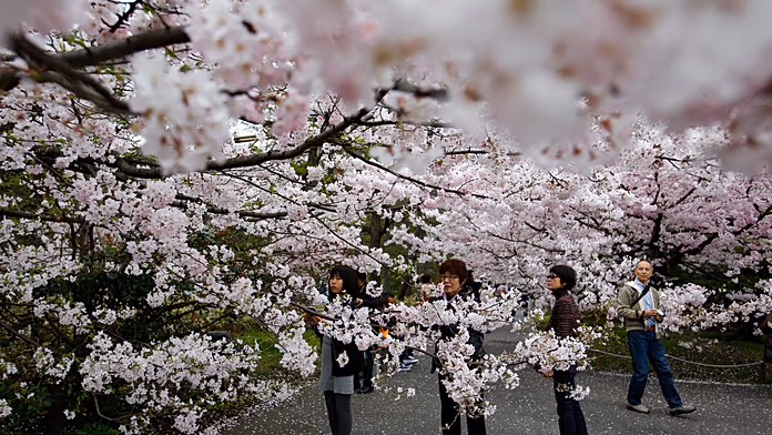 Japan: Tokyo sakura season begins with Ueno Park picnics
