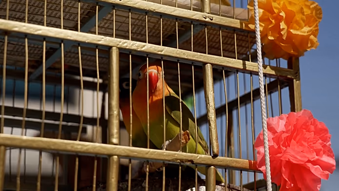 Palm Sunday bird sellers in Mexico City cling to fading tradition