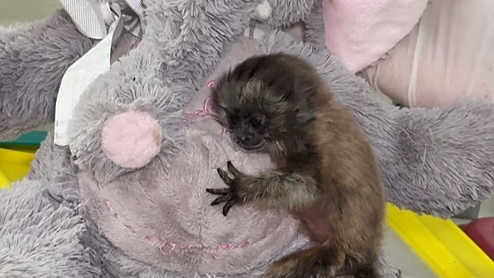 Colombia: Baby grey titi monkey gets cuddly ‘mum’ ahead of return to wild