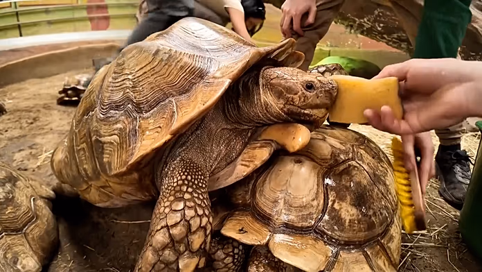Hungary: Wellness day for endangered tortoises at Nyíregyháza Zoo