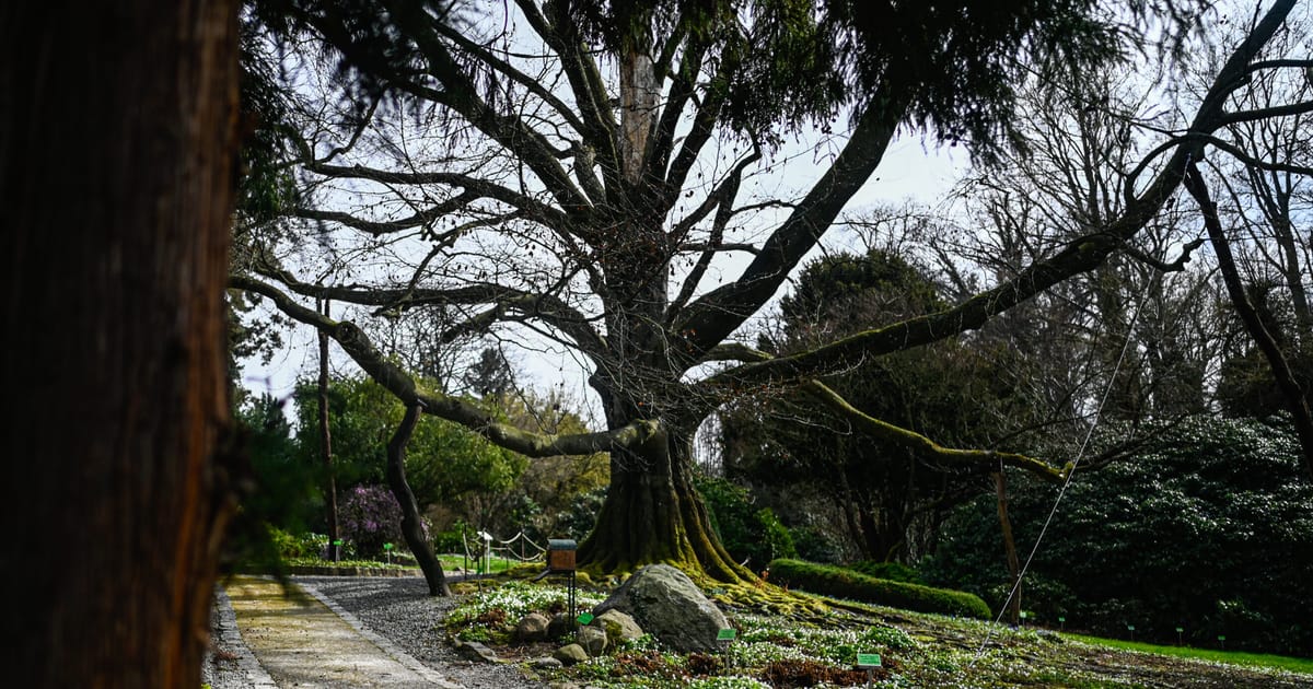 Eurovision for trees reaches its zenith. Will Poland win again? – POLITICO