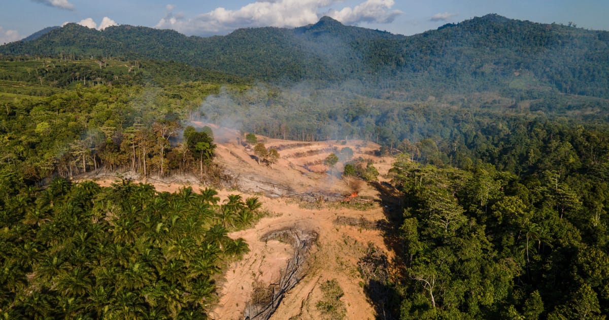EU deforestation law will damage trade with US, Trump official warns – POLITICO