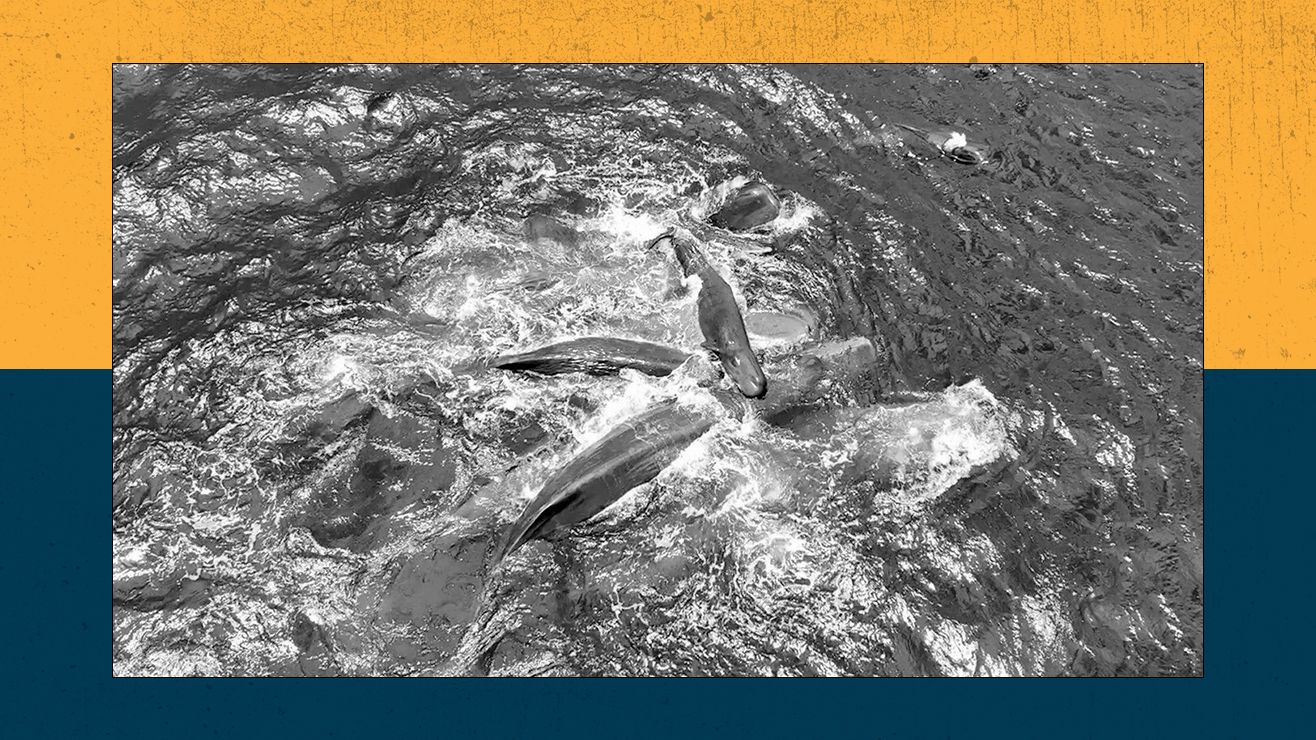 Live Science Today: Jaw-dropping first glimpse of sperm whale birth and how NASA is turning astronauts into test subjects