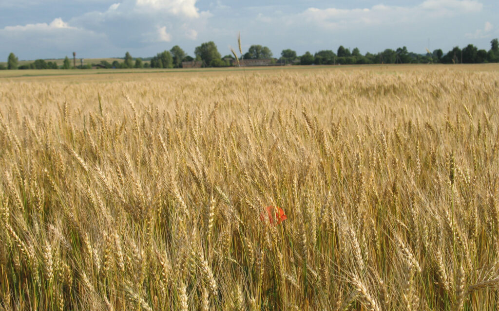 Why Ukraine may lose a fifth of its harvest—and what two wars have to do with it?