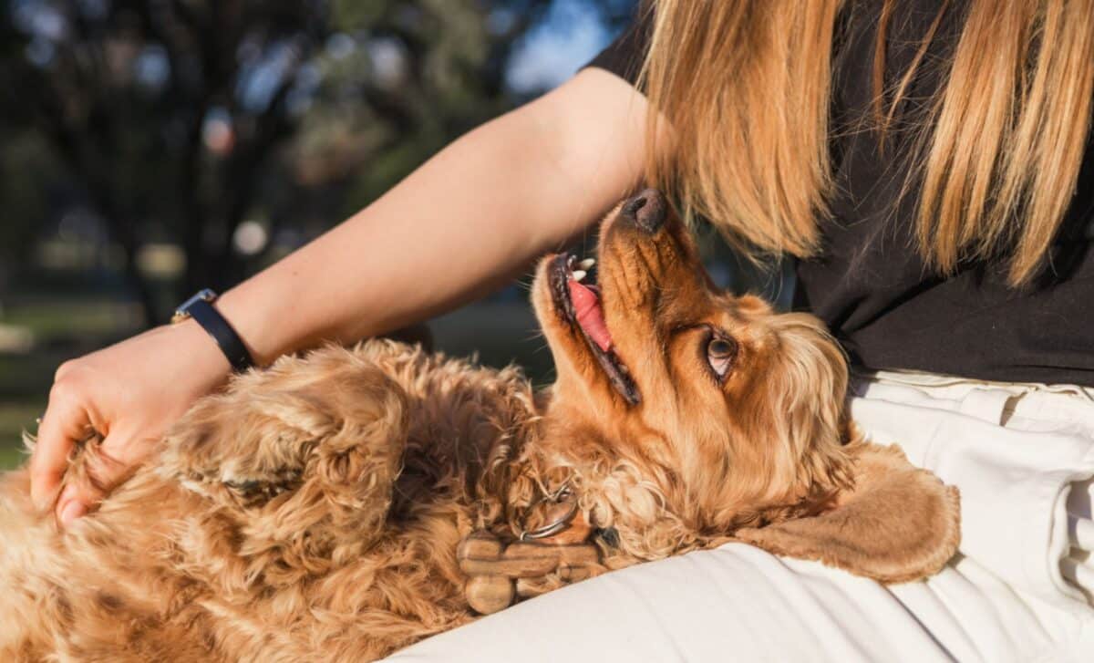 Dogs Were Humans’ Best Friends Far Earlier Than Anyone Believed